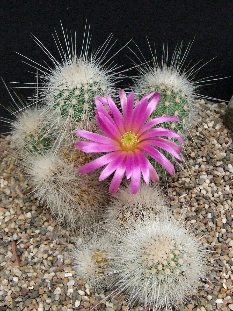 Эхиноцереус кактус. Echinocereus viereckii. Эхиноцериус. Эхиноцереус пульчеллус. Эхиноцериус.