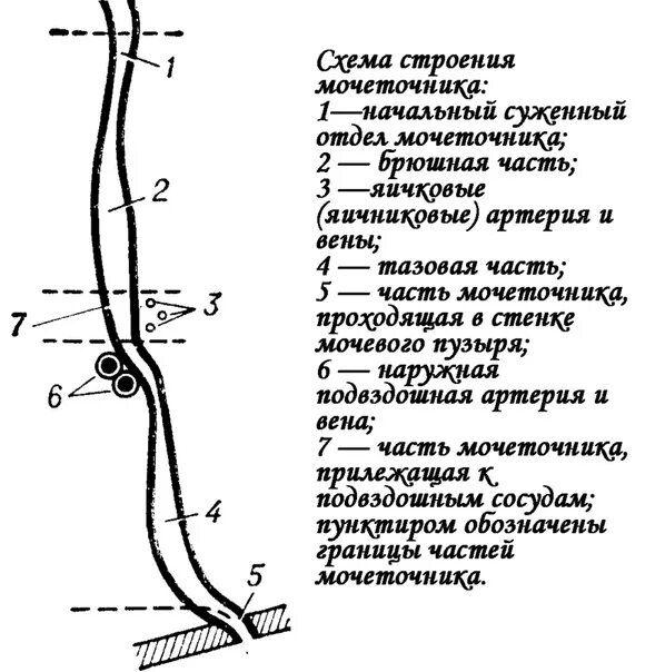 Тазовая часть мочеточника. Топография и строение мочеточников. Мочеточник строение части. Строение стенки мочеточника анатомия. Мочеточники части сужения.