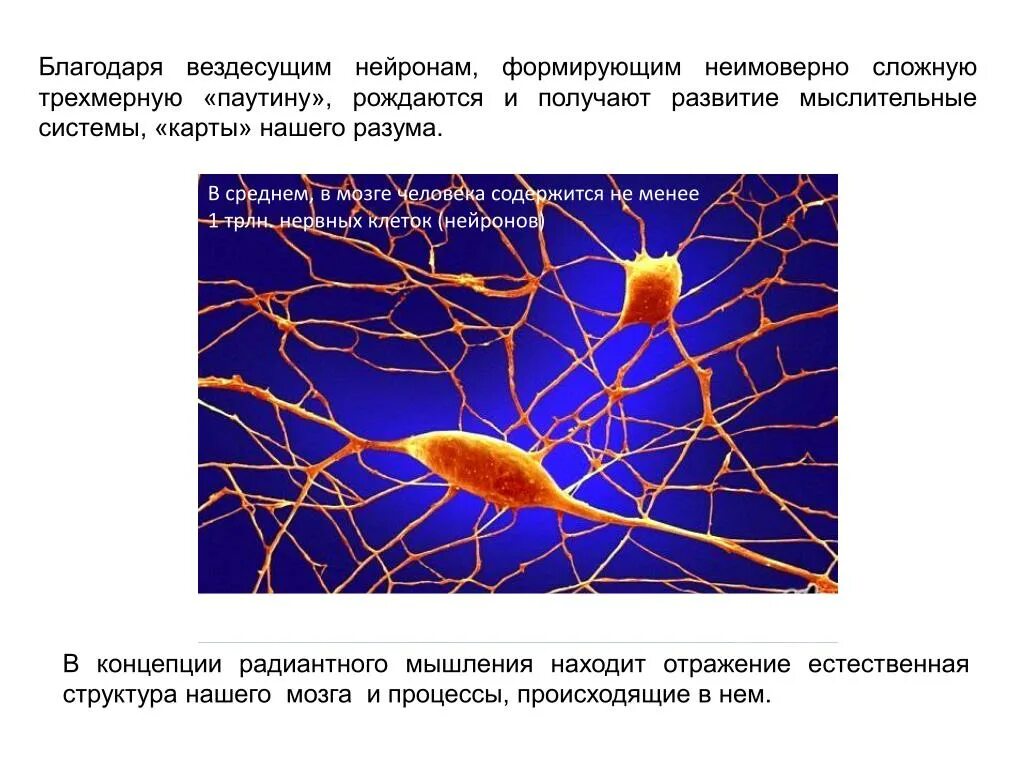 Кол-во нейронов в мозге человека. Количество нейронных связей в мозгу человека. Количество нейронов в головном мозге человека. Количество нейронов в коре головного мозга.