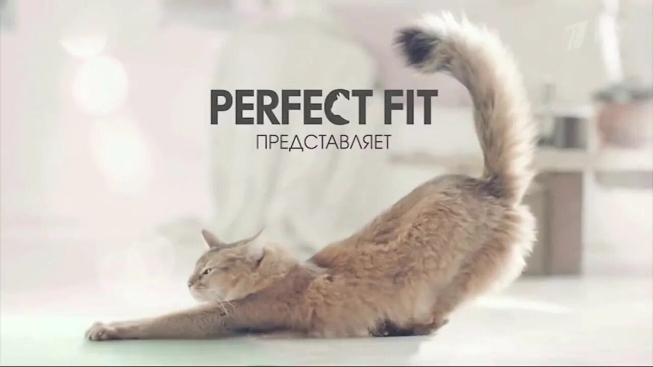 Реклама перфект. Реклама корма перфект фит. котойога перфект фит. perfect fit реклама 2025. перфект фит реклама 2015.