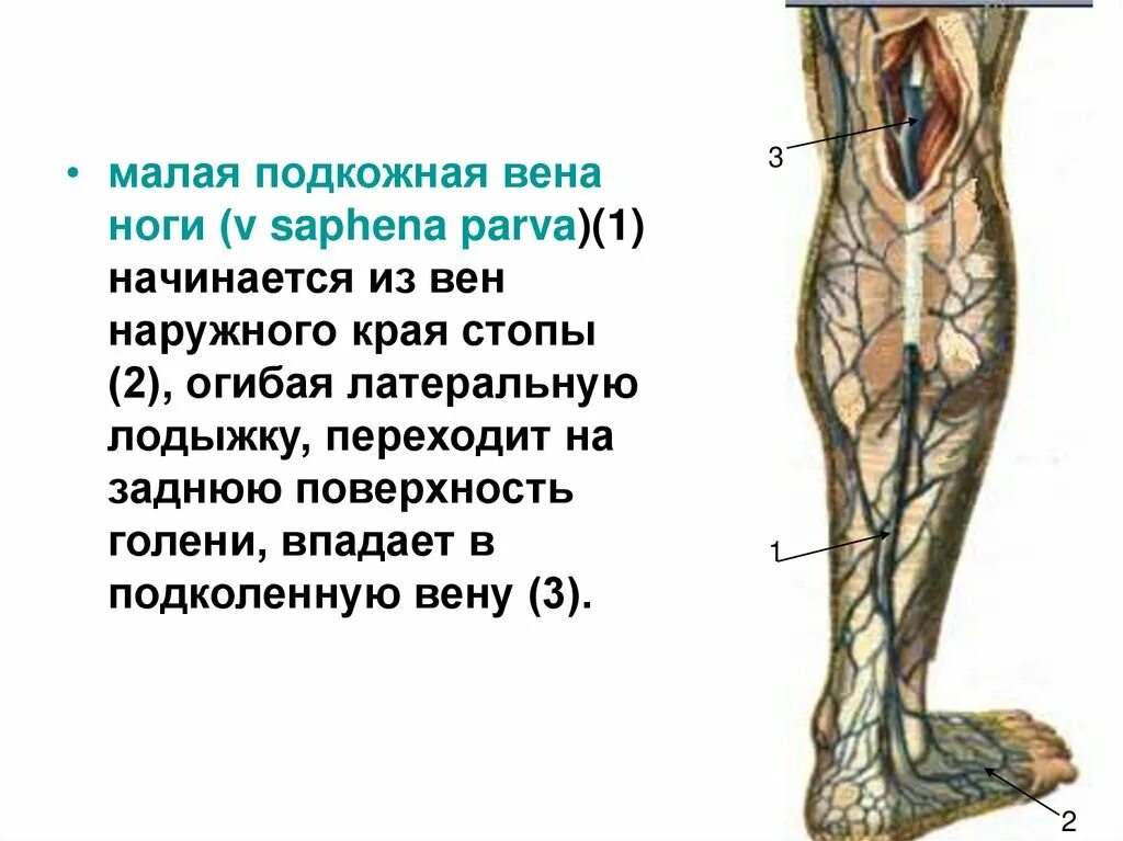 Малая подкожная Вена (v. saphena Parva). Большая подкожная Вена ноги – v. saphena Magna. Малая подкожная Вена бедра. Сафена Магна. Правая подкожная вена