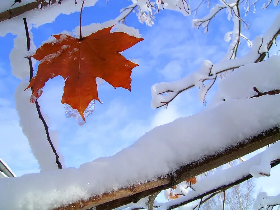 Когда растают все снега когда листва песня. Клен в снегу. Осень зима. Ветка клена в снегу. Листья в снегу.