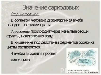 Амеба в жизни человека