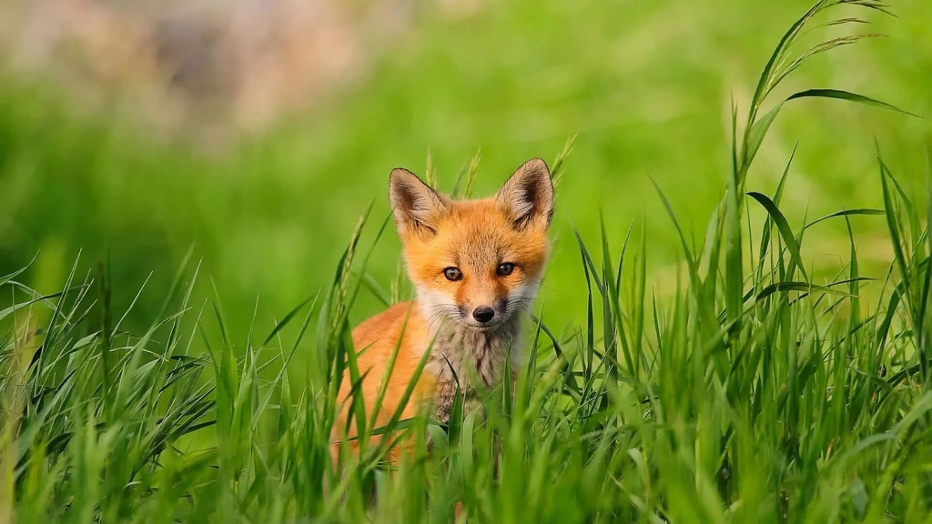 Makiko fox. Лиса. Обои на рабочий стол лиса. Красивая лиса. Лиса летом.