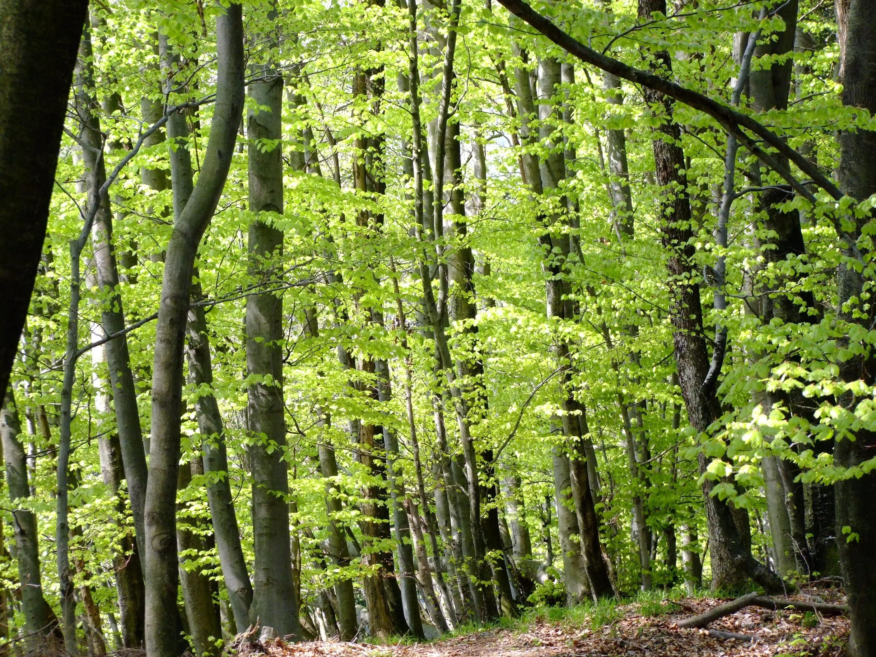 Сопутствующие виды лиственного леса. Широколиственные деревья. Лиственный лес. Зеленый лес. Лиственный лес весной.