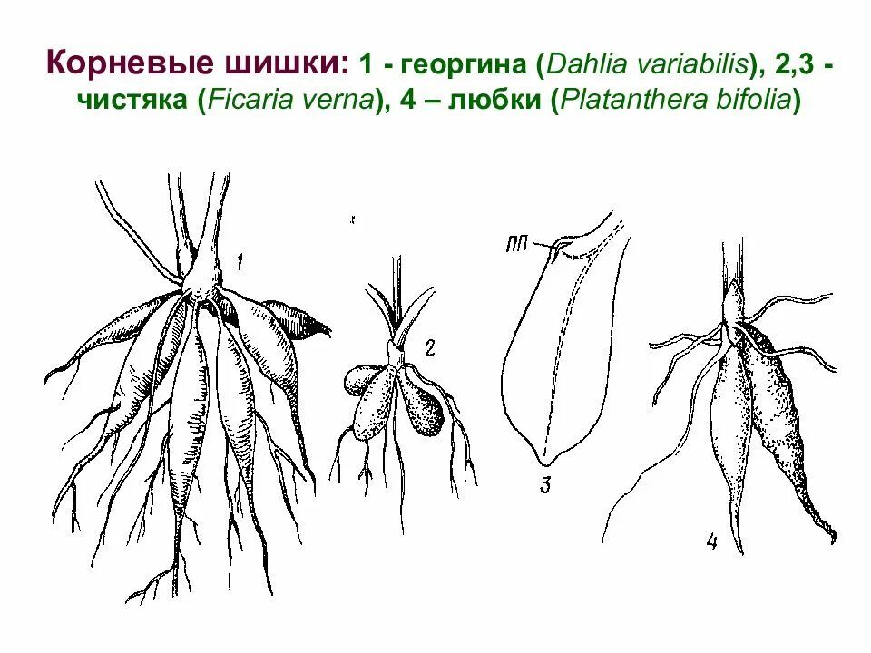 Надземные части корня. Корневые клубеньки видоизменение. Георгин корневые клубни. Корневые клубни или корневые шишки. Корневые клубни георгин строение.