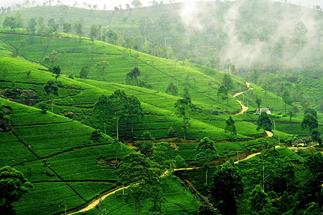 Элия шри. Нувара Элия Шри Ланка. Чайные плантации Нувара Элия. Цейлон Шри Ланка чайные плантации. Шри Ланка чайные плантации Нура.