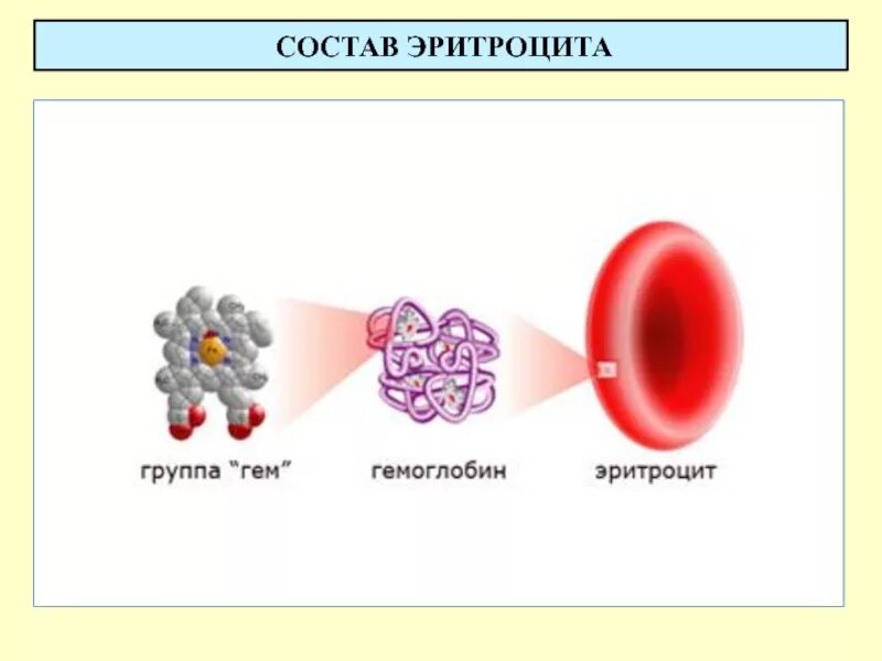 Эритроциты состав. Функции эритроцитов физиология. гемоглобин. состав эритроцитов. строение эритроцитов физиология.