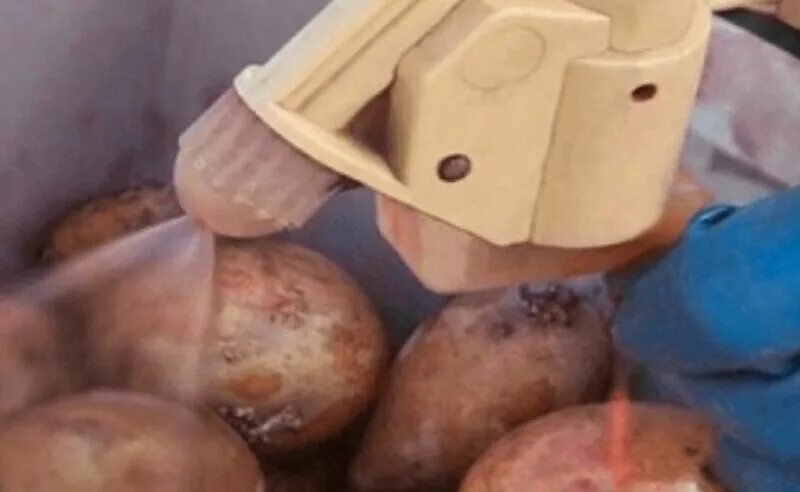 Чем обработать клубни картофеля перед. Протравка картофеля. Опрыскивание клубней картофеля. Обработка клубней картошки. Обработка семенного картофеля.