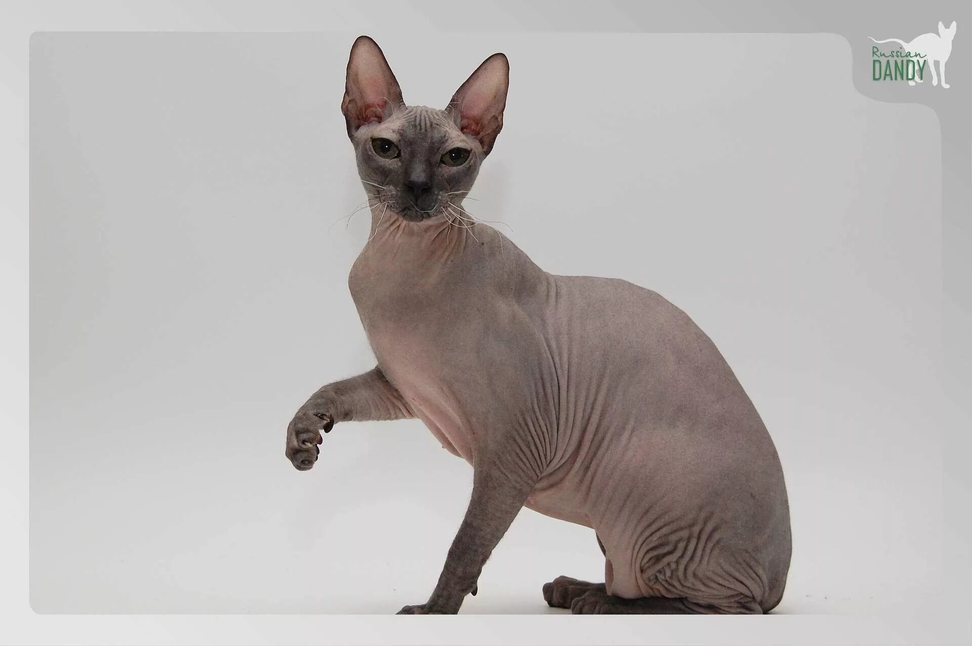 сфинкс волосатик порода. донской сфинкс волосатый. волосатый сфинкс порода. волосатый сфинкс порода. волосатый сфинкс порода.