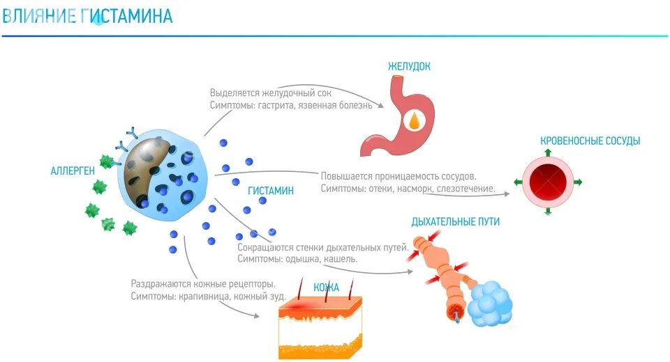 Гистамин действие. Механизм аллергической реакции гистамин. Гистамин в аллергических реакциях. Роль гистамина в аллергической реакции. Механизм действия гистамина при аллергии.