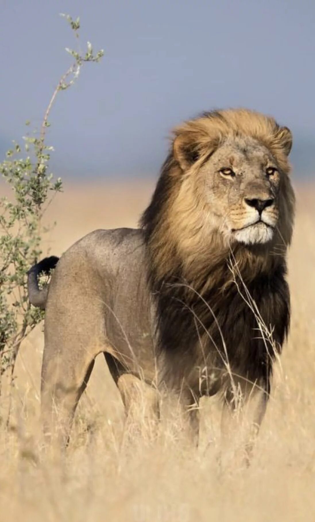 Африканский Лев. Восточно-Африканский Саванна Львов. Африка Саванна Лев. Юго Западный Африканский Лев. Africa lion