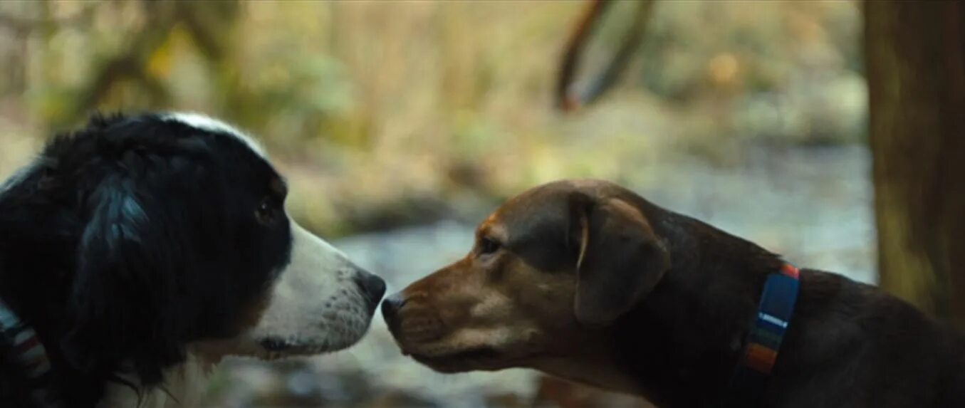 На пути домой фильм 1993. Путь домой андроид. Путь домой фильм постер. Путь домой. Фильм путь домой 2019 про собаку.