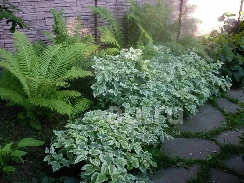 Сныть на клумбе. Вербейник монетчатый (lysimachia nummularia). Сныть на клумбе. Сныть на клумбе. Сныть вариегатная.