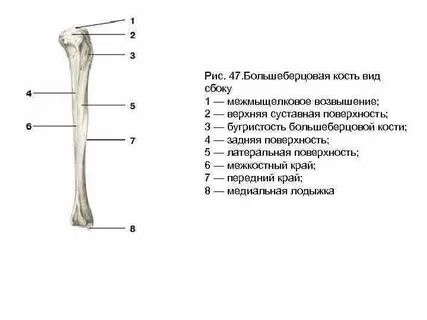 Большеберцовая кость находится