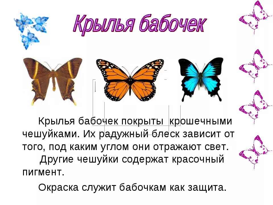 Рассказ о бабочках 2 класс. Бабочки для презентации. Проект про бабочек. Бабочки для презентации для детей.