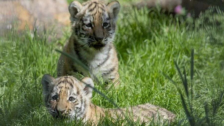 парк львов тайган львята и тигрята. маленький тигренок. тигренок в поле. тигренок парковая. тигренок парковая.
