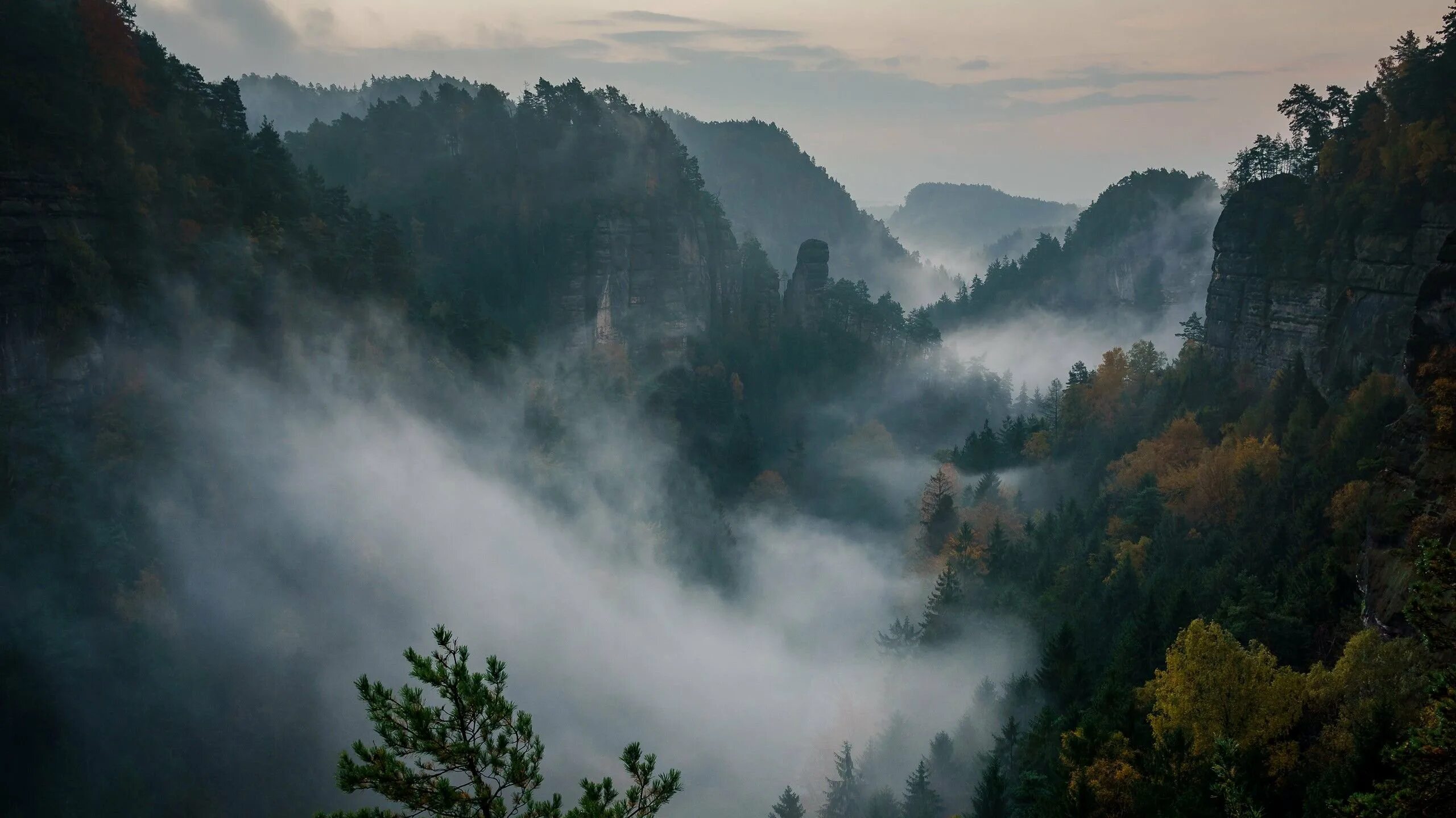 Лес туман горы Швейцария. Туманный лес Анды горы. Туманный лес в Китае. Горы в тумане. Лес горы слились все