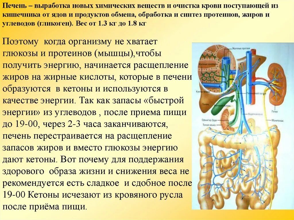 Какое вещество вырабатываемое печенью