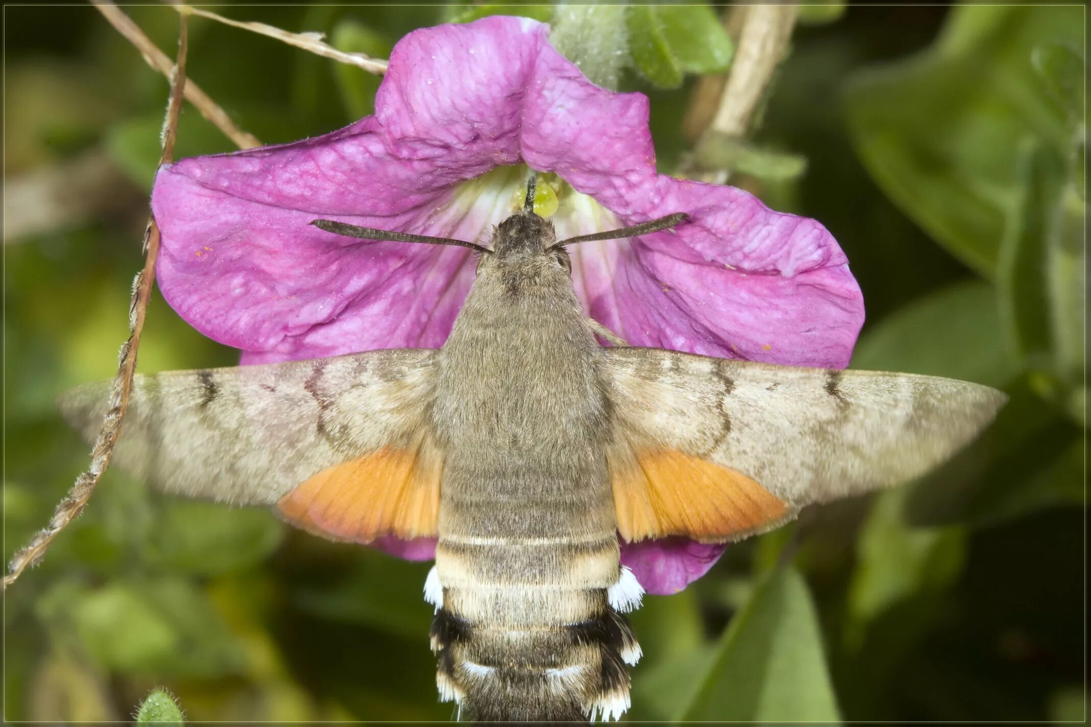 Бражник глазчатый / Smerinthus ocellata (Linnaeus, 1758) Бабочки Южного Урала