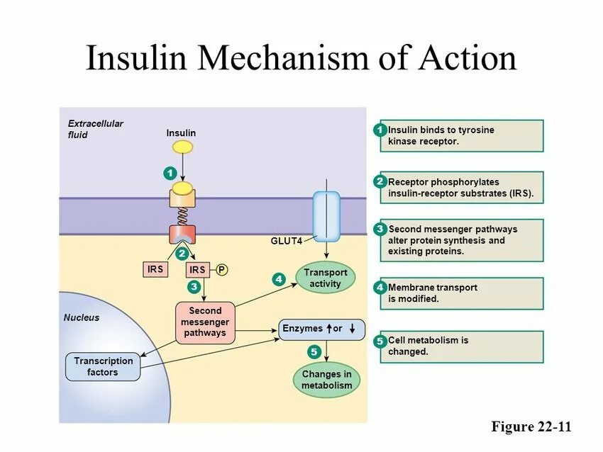 Mechanism of action. Insulin mechanism of Action. Insulin Analogues mechanism of Action 2022. Mechanisms of Insulin secretion. Mechanism of Action of Enzymes.