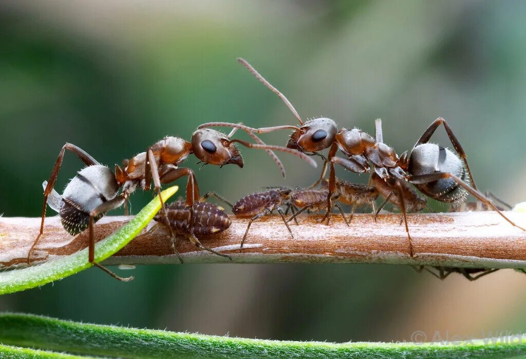 Заболевшие муравьи. Формика Руфа Муравейник. Формика Руфа и тля. Formica Rufa матка. Луговой муравей (Formica pratensis).