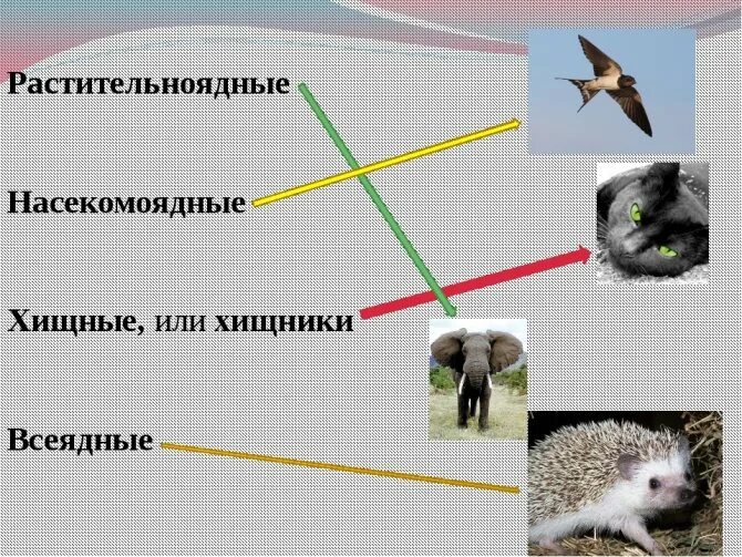 Хищники травоядные Насекомоядные и всеядные. Цепи питания растительноядные Насекомоядные хищники и всеядные. Цепь питания всеядных животных. Хищники растительноядные всеядные животные. Цепи питания растительноядные