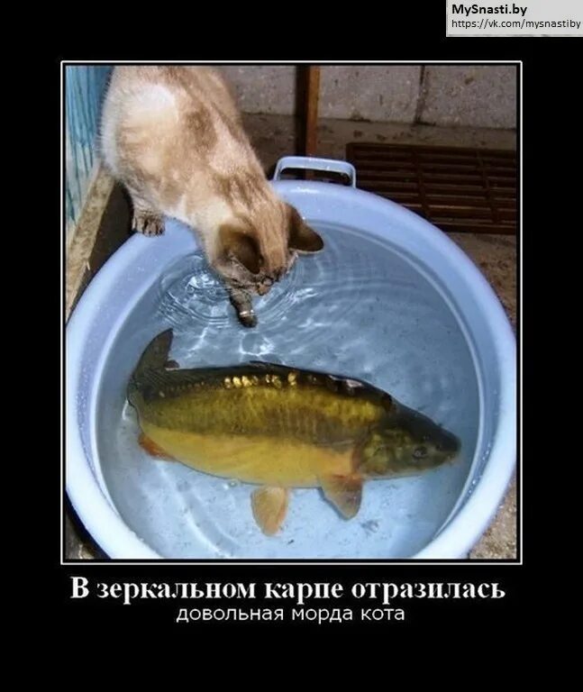Шуточный гороскоп рыбы. Шутки про рыбу. Цитаты про гороскоп рыбы. Статусы про рыб. Гороскоп рыбы прикол.
