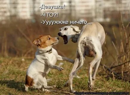 Смешные картинки с надписями последнее