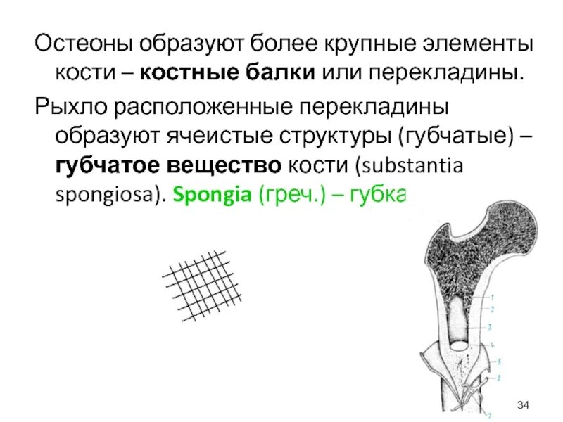 Губчатое вещество кости образовано. Костные балки. Ячеистая структура кости. Костные балки и перекладины.