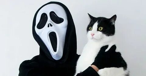 Крик кота зовущего слушать