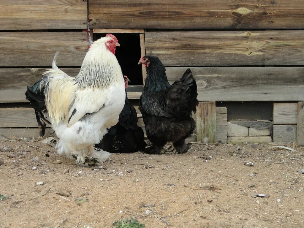 Породы кур брама отзывы. Брама. Куры породы Брама. Мурги Брама. Куры Брама Браун.