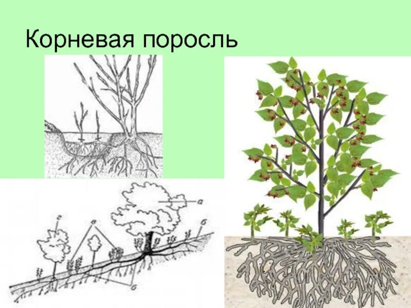 Сирень корневая. Поросль сирени. Корневые отпрыски Тополь. Корневая поросль малины. Корневая поросль сирени.