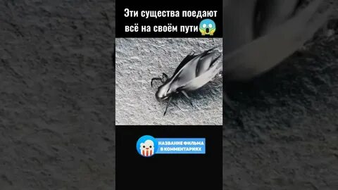 Собака съела муху