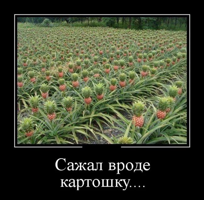 приколы про дачу. сажать картошку в снег прикол. шутки про снег весной. пора сажать. картошка в огороде.