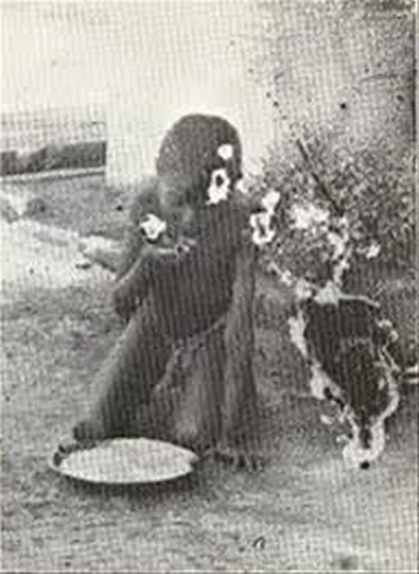 Мальчик вырос с собаками. Камала и Амала Индия 1920 год.
