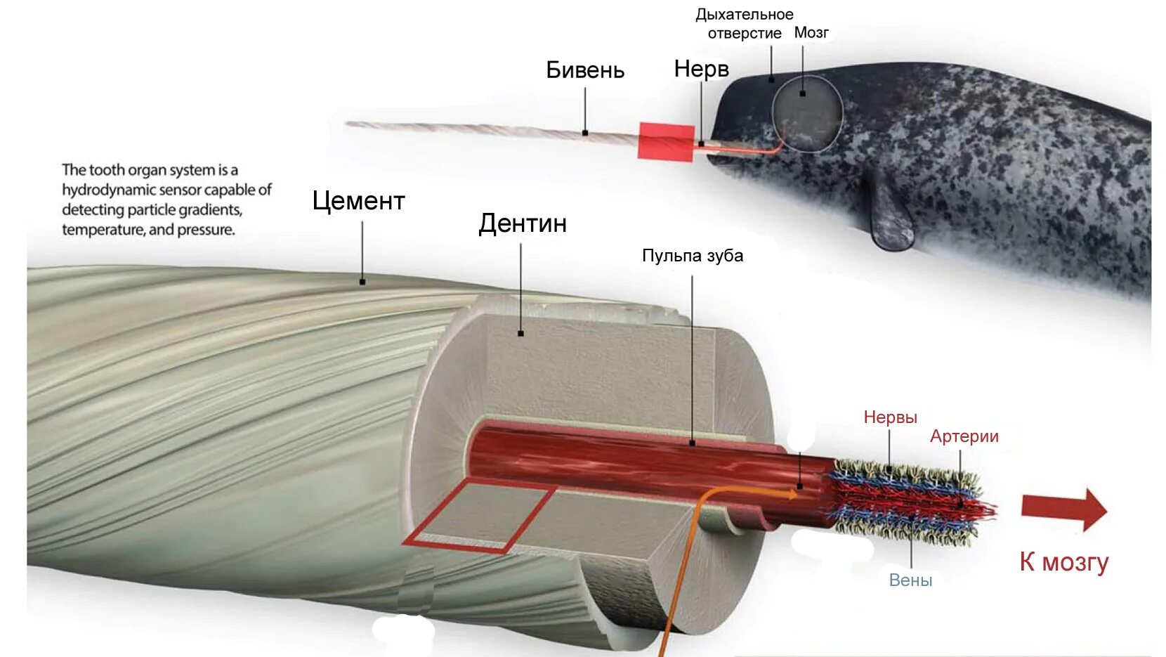 Нарвал строение. Зачем единорогам нужен рог