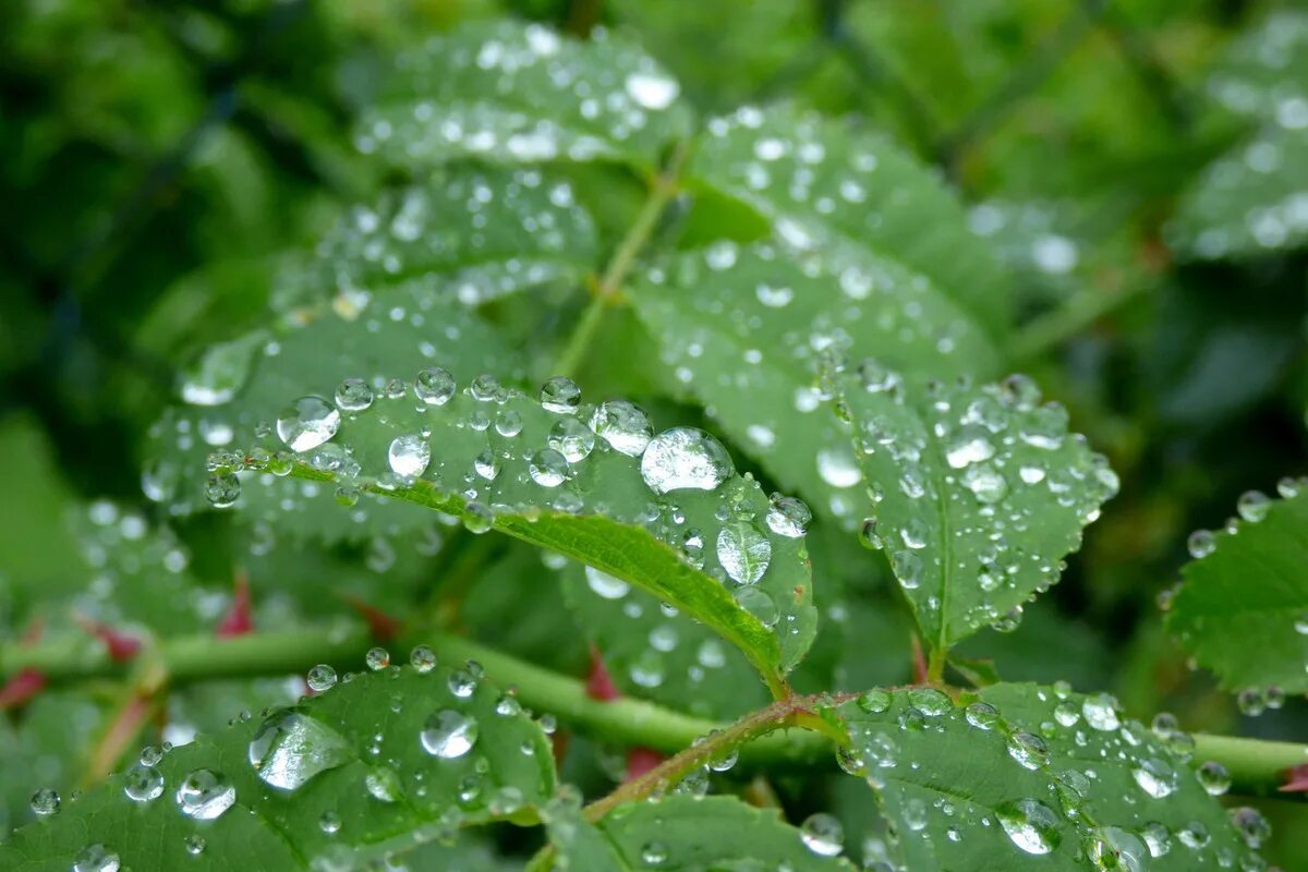 Через сколько после дождя. Роса на листьях. Роса на деревьях. Листва после дождя. Капли дождя.