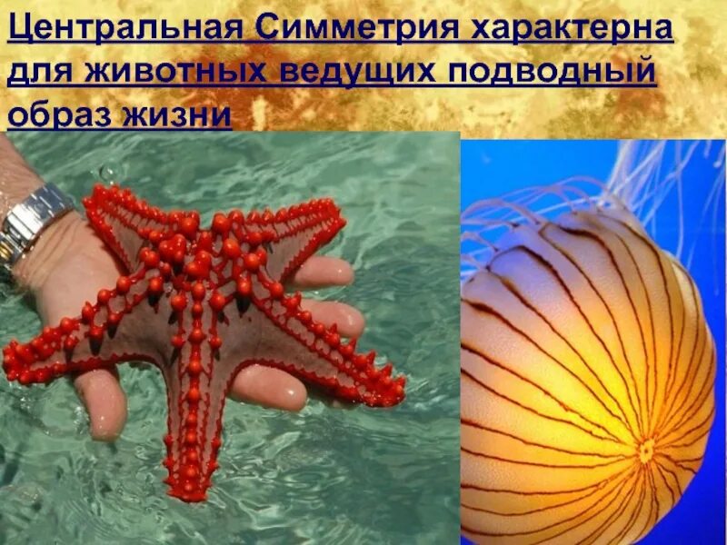 Симметрия тела животных. Центральная симметрия у животных. Тип симметрии морской звезды. Центральная симметрия в жизни. Медуза какая симметрия тела