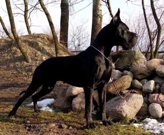 Ключница немецкий дог. 5 дога. Щенок дога 7 месяцев. Булли кутта пакистанский мастиф. 5 дога.