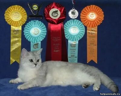 Award для кошек