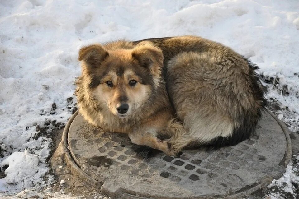 Бродячие собаки. Бездомные животные. Бездомный пес. Бездомные собаки зима.