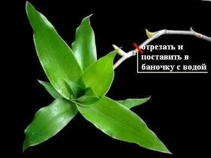 Золотой ус сохнет