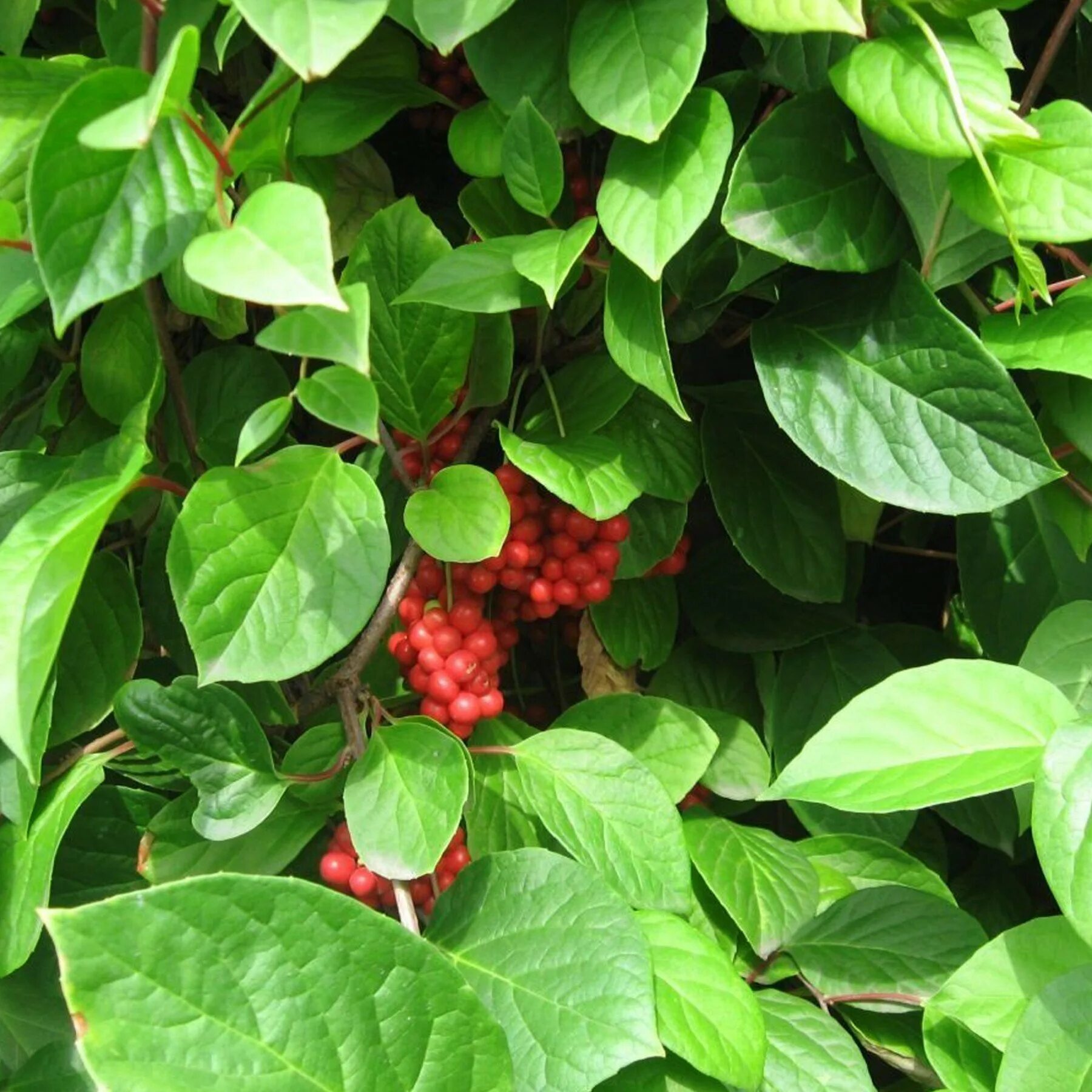 Лимонник дальневосточный куст. Лимонник шизандра. Лимонник дальневосточный куст. Шизандра китайская лимонник. Куст лимонник.