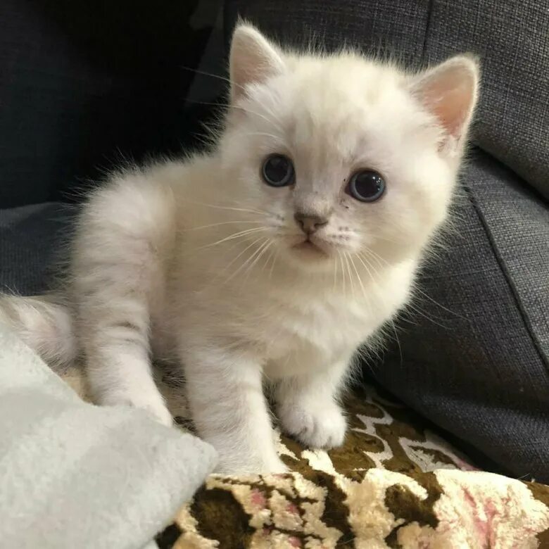 Сибирский мау. Британец шоколадный тикированный табби. Котята канаш. Коты недорого. Котята канаш.