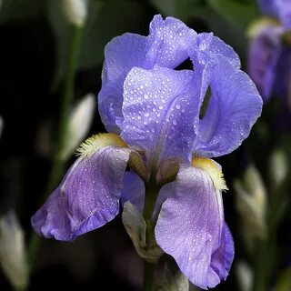 Rams iris