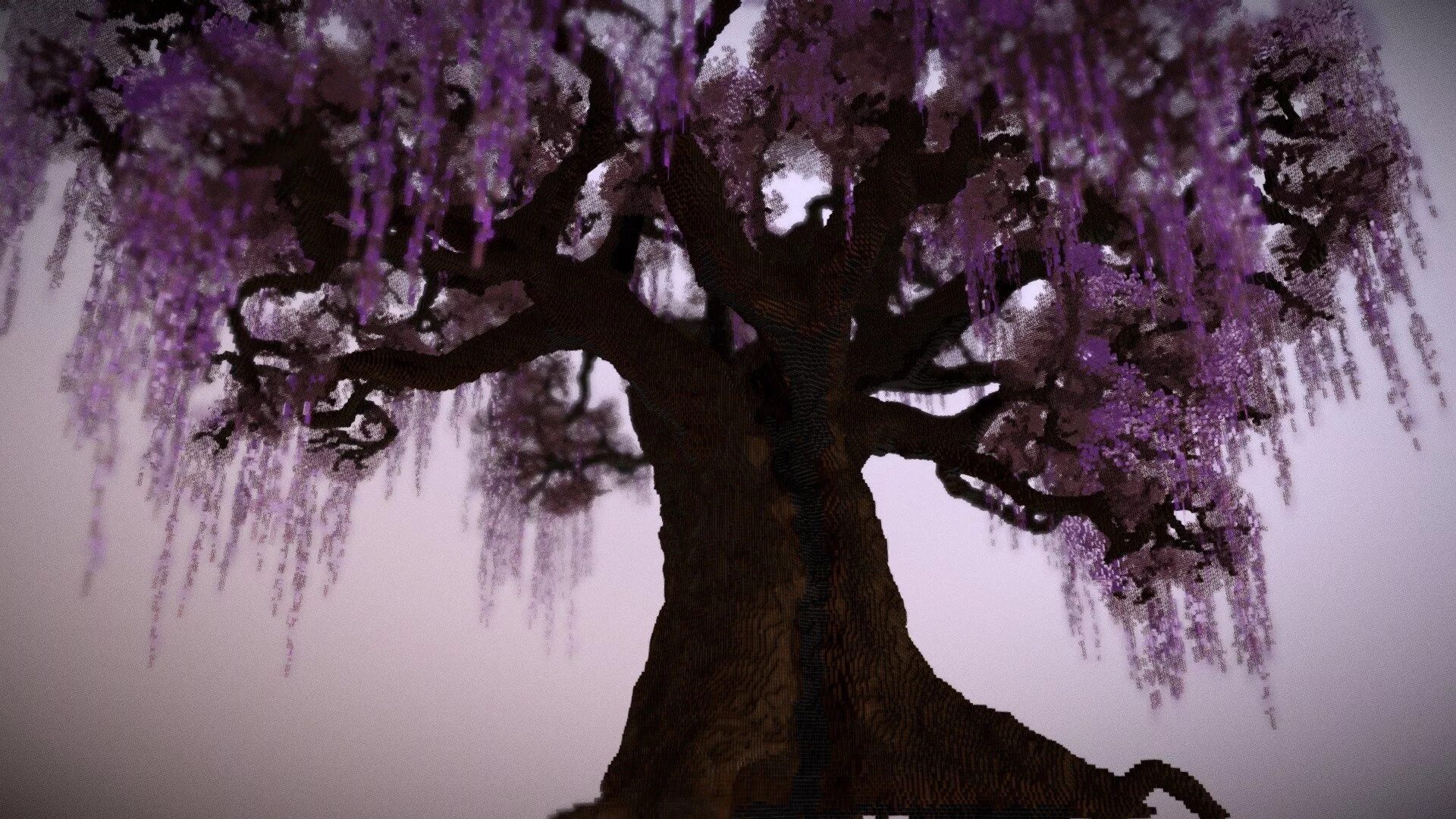 Глициния белая дерево. Окотея зловонная. Огромное дерево сакуры. Вермишелевое дерево фото. Древесные ками.