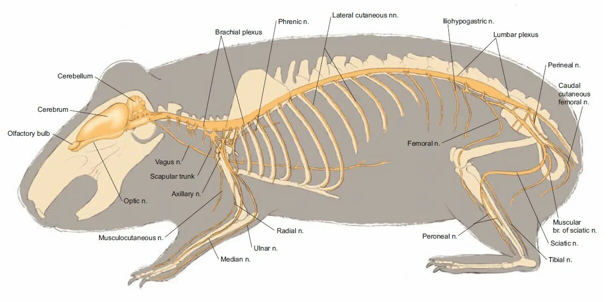 Строение хомяка. Морская Свинка анатомия тела. Строение хомяка джунгарика скелет. Анатомия морской свинки скелет. Скелет хомяка джунгарика скелет.
