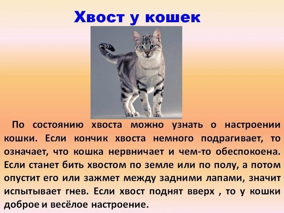 Хвост значение слова. Для чего нужен хвост кошке. Поведение животных кошка. Почему у кошек хвост. Почему кошке нужен хвост.
