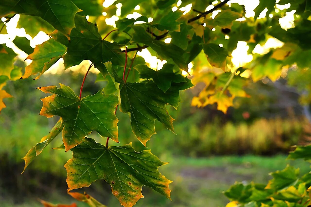 Волнистый клен. Клен кудрявый лист. Клен дерево. Клен остролистный зеленый. Волнистый клен дерево.